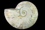 Silver Iridescent Ammonite (Cleoniceras) Fossil - Madagascar #137401-1